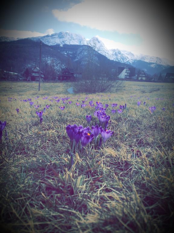 Dom Wypoczynkowy Jadzia Zakopane Dış mekan fotoğraf